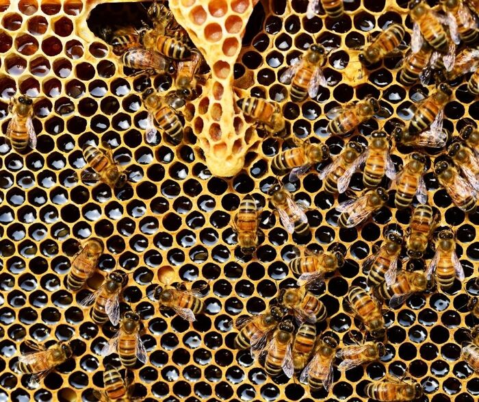 Az Api Life Var impregnált csík remek megoldás lehet varroa atka ellen